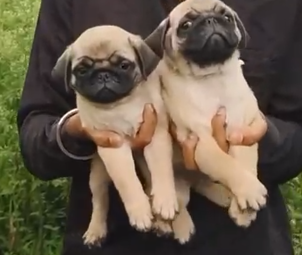 Pug Puppies in  Chennai