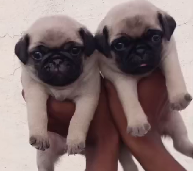 Pug puppy From Chennai   for sale