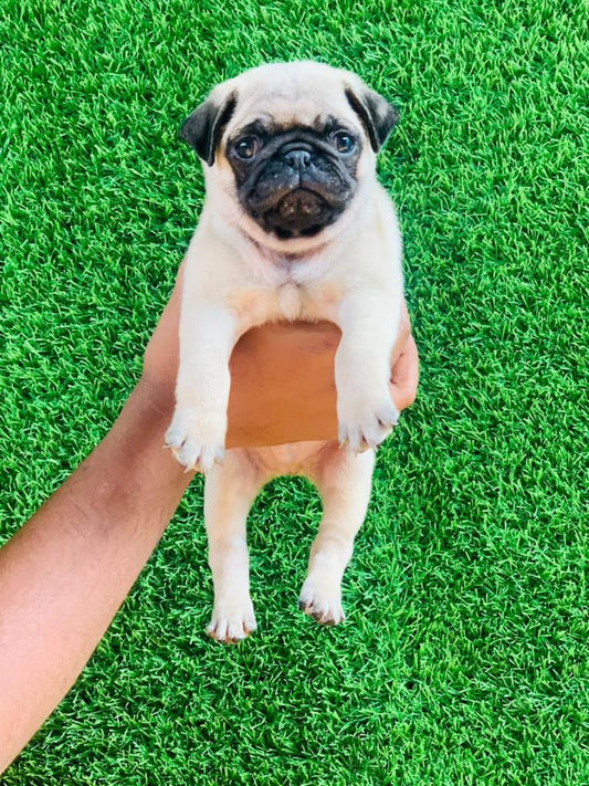 Buy Male Pug Puppy from Goa