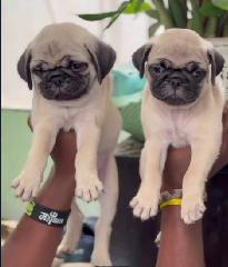 Pug puppy From Vizag   for sale