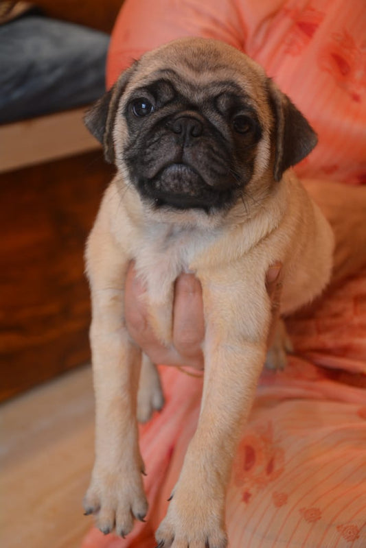 Pug puppy price in  Vizag