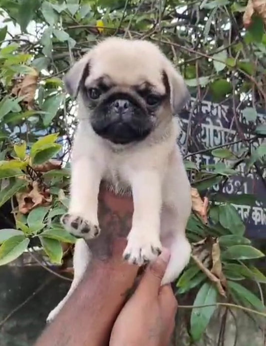 Pug puppy From Jaipur   for sale