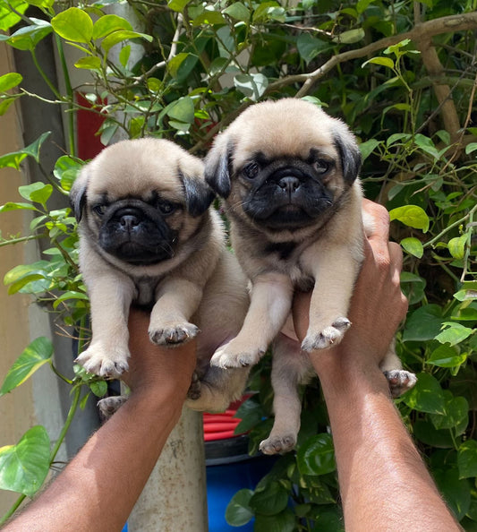 Pug dog price in Vizag