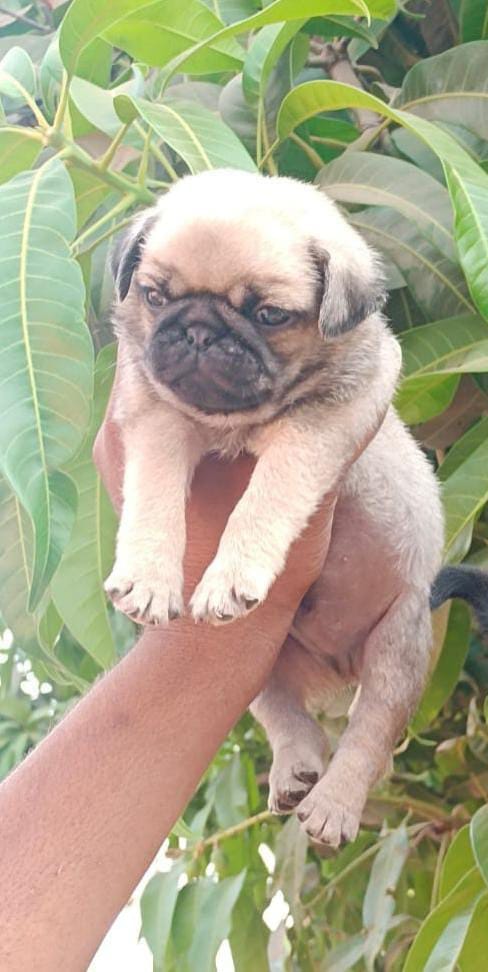 Pug puppy price in  Jaipur