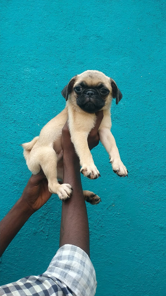 Pug dog price in Jaipur