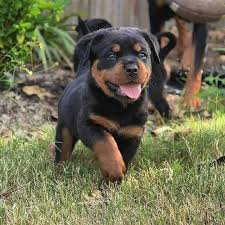 Purchase Friendly  Rottweiler Puppy from Goa
