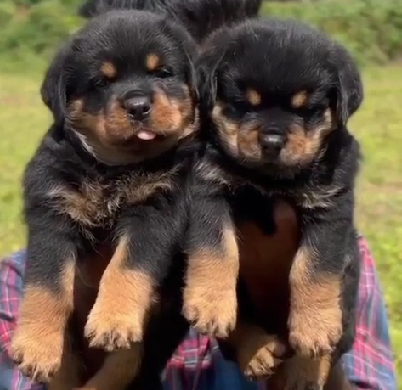 Rottweiler dog price in Chennai