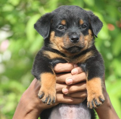 Order Female  Rottweiler Puppy from Goa