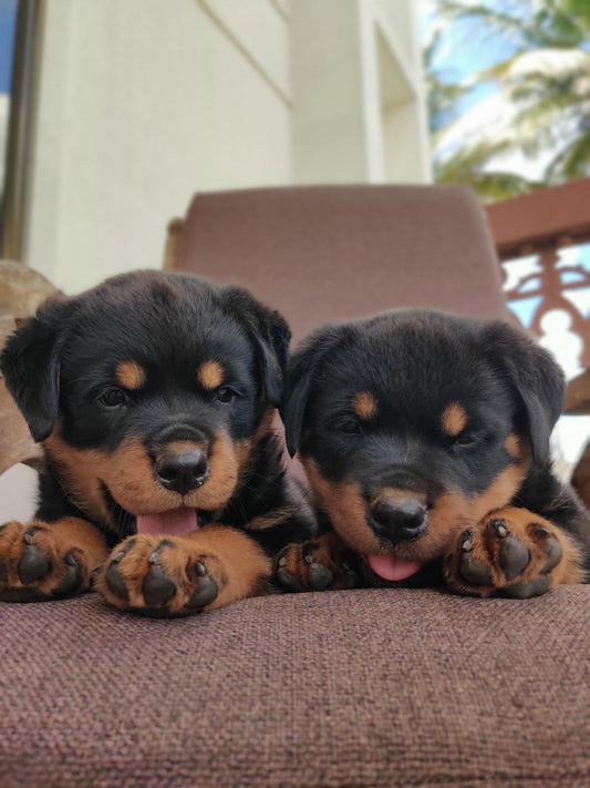 Purchase Rottweiler Puppy from Pune