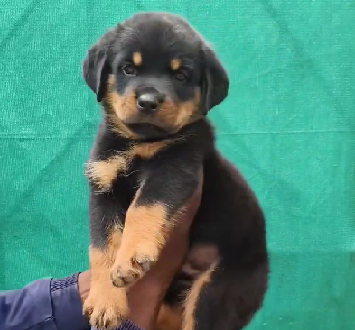 Rottweiler puppy From Chennai   for sale