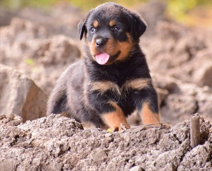 Rottweiler dog price in Chennai