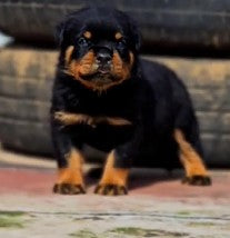 Buy Best Quality Rottweiler  Puppy from Pune