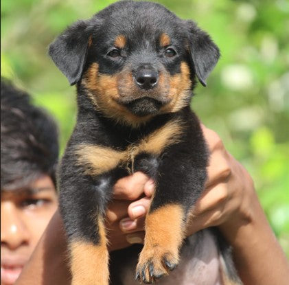 Rottweiler puppy From Chennai   for sale