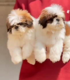 Order Female  Shih tzu Puppy from Goa