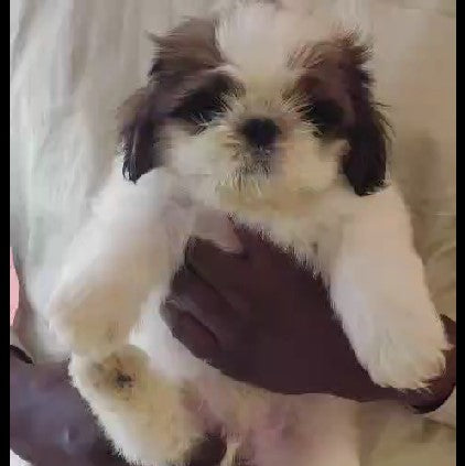 Buy  Shih tzu  Puppy from Pune