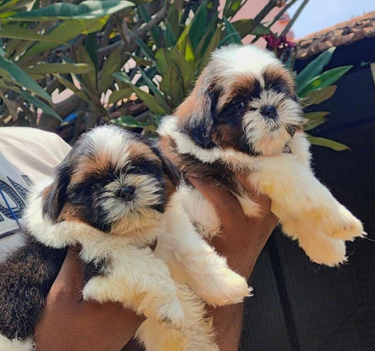 Buy Male   Shih tzu Puppy from Goa