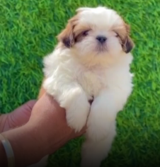 Buy Best Quality Shih Tzu  Puppy from Pune
