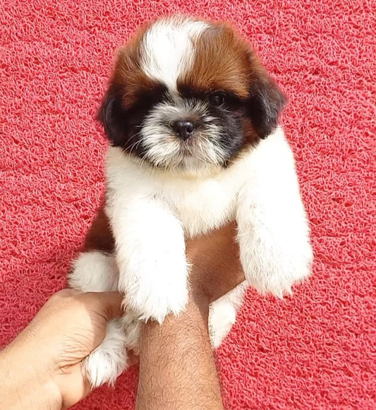 Shih Tzu Puppies in  Chennai
