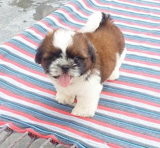Shih Tzu  puppy price in  Chennai