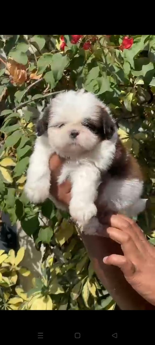 Shih Tzu puppy From Vizag   for sale