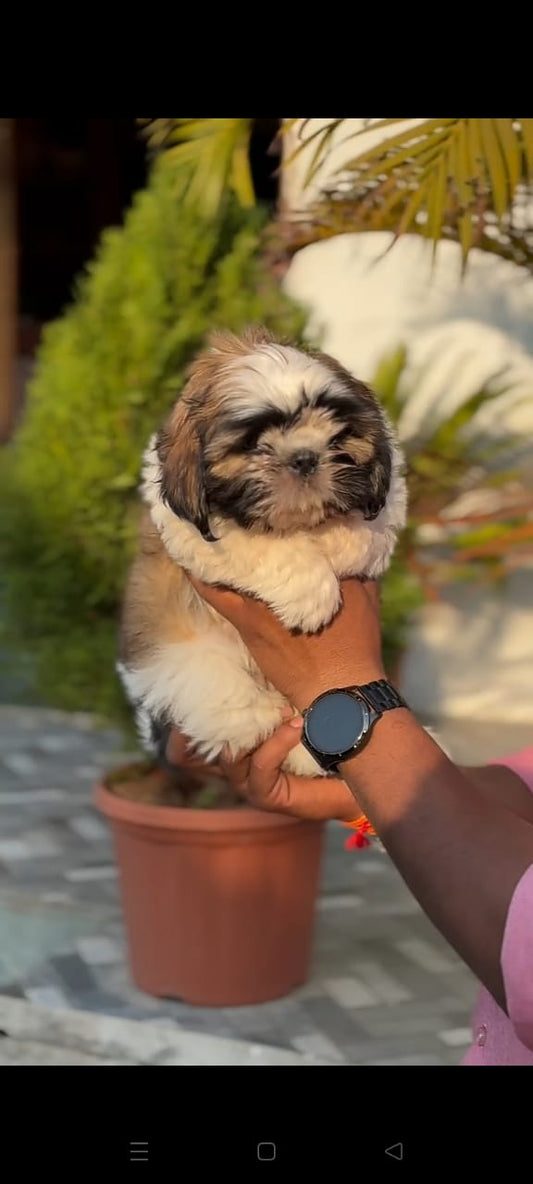 Shih tzu Puppies in  Hyderabad