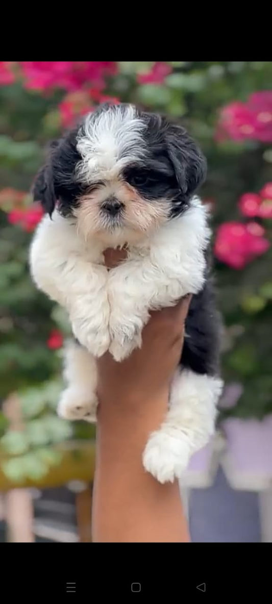 Shih Tzu  puppy price in  Jaipur