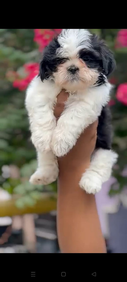Shih Tzu Puppies in  Vizag