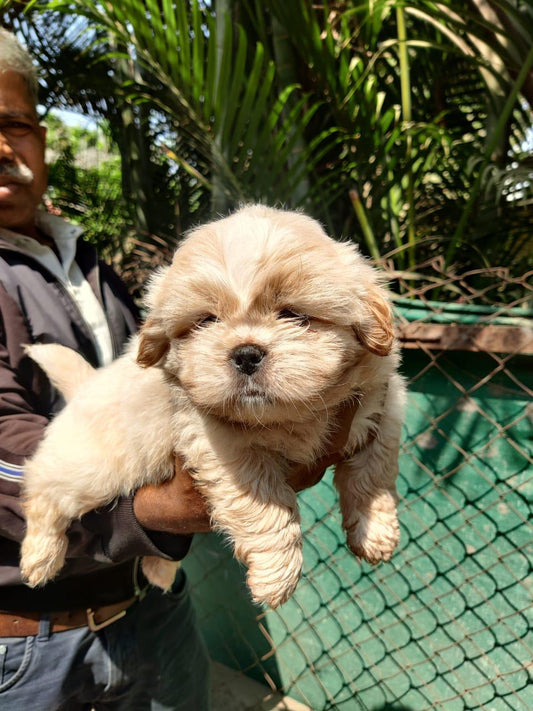 Shih Tzu puppy price in  Vizag