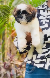 Shih Tzu Puppy From Jaipur   for sale