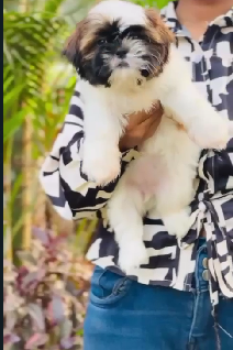 Shih Tzu dog price in Ahmedabad