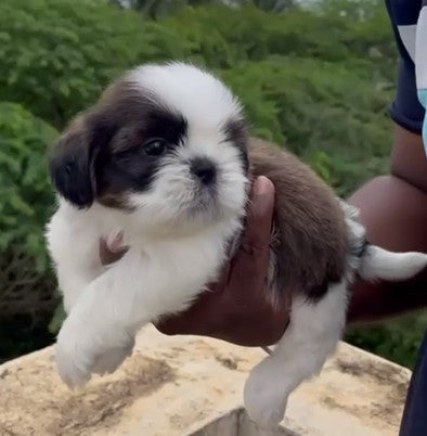 Shih Tzu dog price in Hyderabad