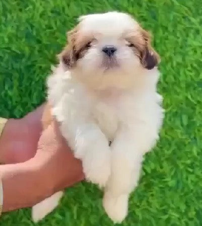 Shih Tzu puppy price in  Hyderabad