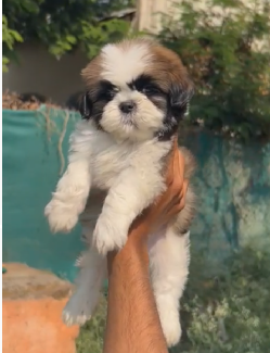 Shih Tzu  Puppies in  Jaipur