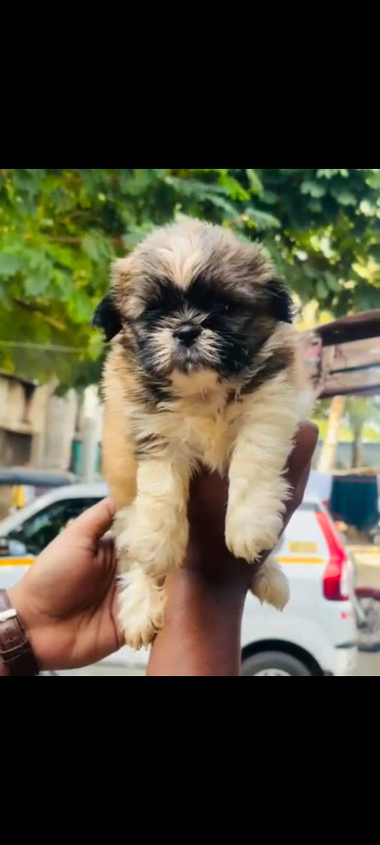 Purchase Friendly   Shih tzu Puppy from Goa