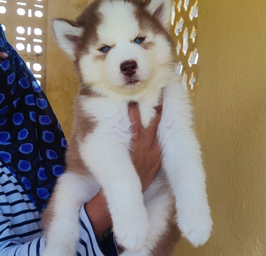 Siberian Husky puppy From Chennai   for sale