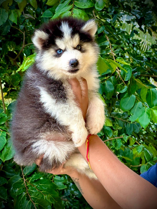 Order Female Siberian Husky Puppy from Goa