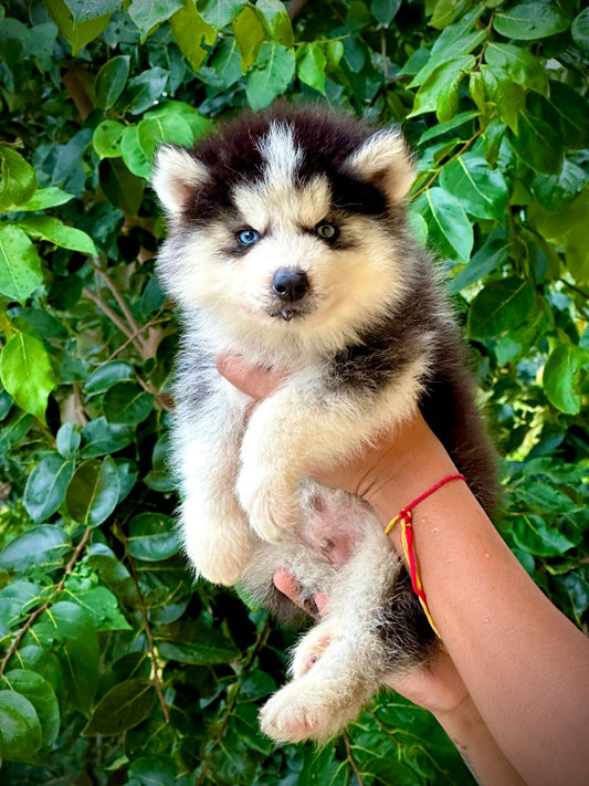 Buy Male Siberian Husky Puppy from Delhi