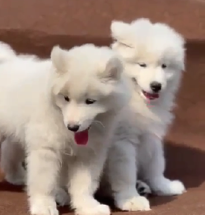 Best Siberian Husky Puppy 