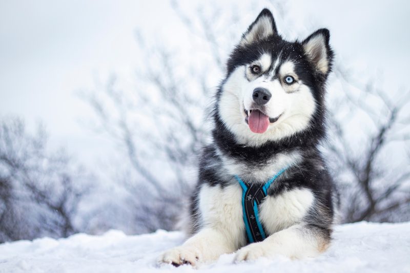 Friendly Siberian Husky Puppy