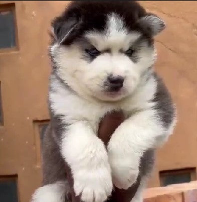 Trainable Siberian Husky Puppy