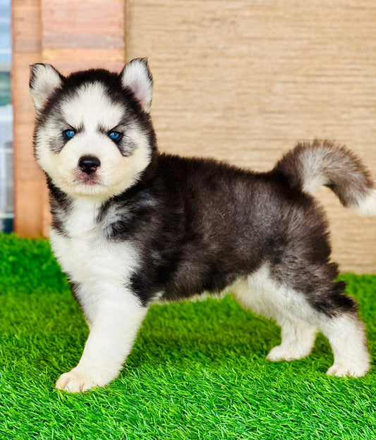 Purchase Friendly Siberian Husky Puppy from Goa