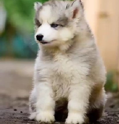 Siberian husky dog price in Chennai