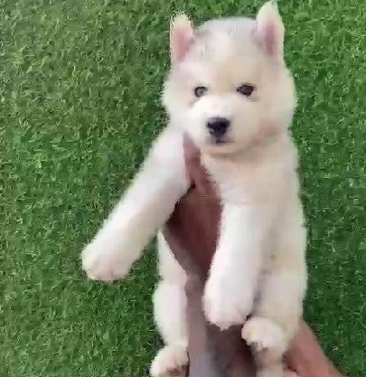 Siberian Husky puppy price in  Chennai