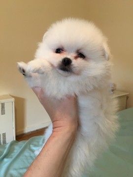 Toy Pomeranian dog price in Chennai