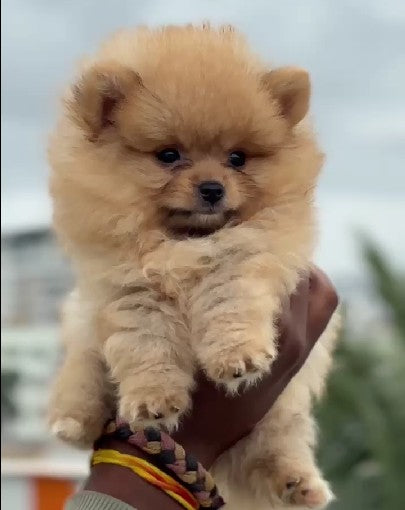 Buy lovable Toy Pomeranian Puppy from Delhi