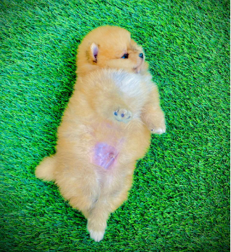 Buy lovable Toy Pomeranian Puppy from Goa