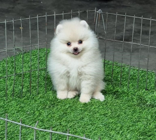 Toy Pomeranian Puppies in  Chennai