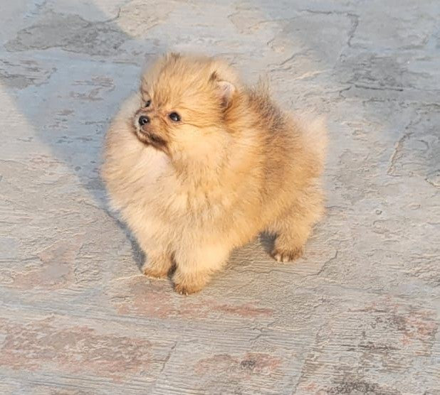 Buy Toy Pomeranian  Puppy from Pune