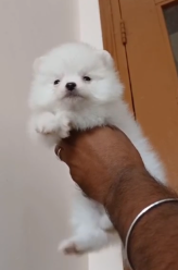 Toy Pomeranian  puppy price in  Bangalore