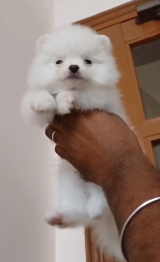 Toy Pomeranian puppy price in  Jaipur